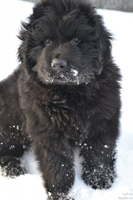 Фото: акватория кельвин урсула
