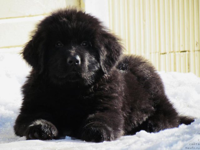 Фото: ньюфаундленд Black Tower Blue Velvet (Black Tower Blue Velvet)