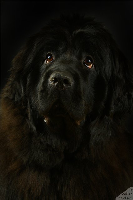 Фото: Кисюн