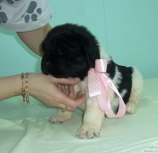 Фото: ньюфаундленд Super Premium Litoniel Vallaninor (Супер Премиум Литониэль Валланинор)