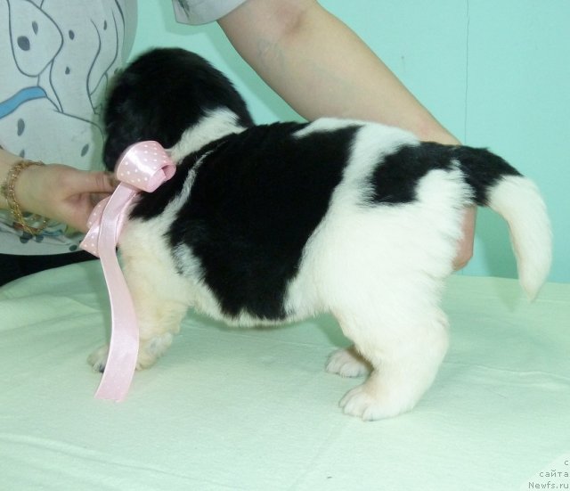 Фото: ньюфаундленд Super Premium Litoniel Vallaninor (Супер Премиум Литониэль Валланинор)