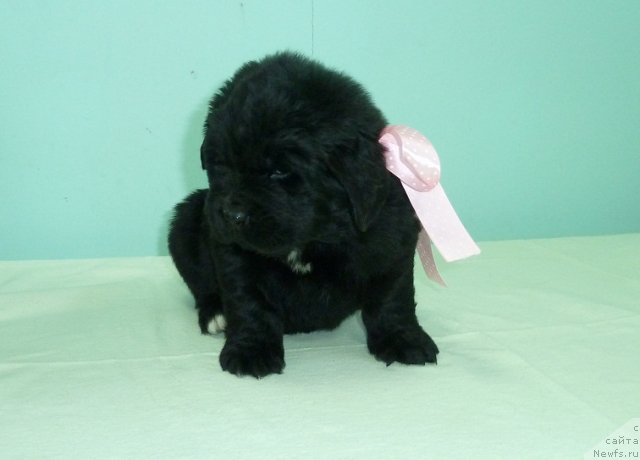 Фото: ньюфаундленд Super Premium Lav Mi Tender (Супер Премиум Лав Ми Тендер)