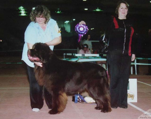 Фото: ньюфаундленд Super Premium Brabus (Супер Премиум Брабус), Irina Panyushkina (Ирина Панюшкина)