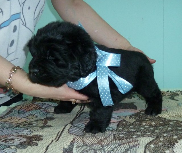 Фото: ньюфаундленд Super Premium Liniel Daylirring (Супер Премиум Линиэль Дайлиррин)