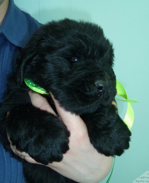 Фото: ньюфаундленд Super Premium Lillihamer (Супер Премиум Лиллихаммер)