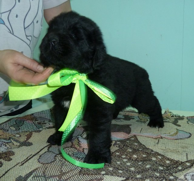 Фото: ньюфаундленд Super Premium Lillihamer (Супер Премиум Лиллихаммер)