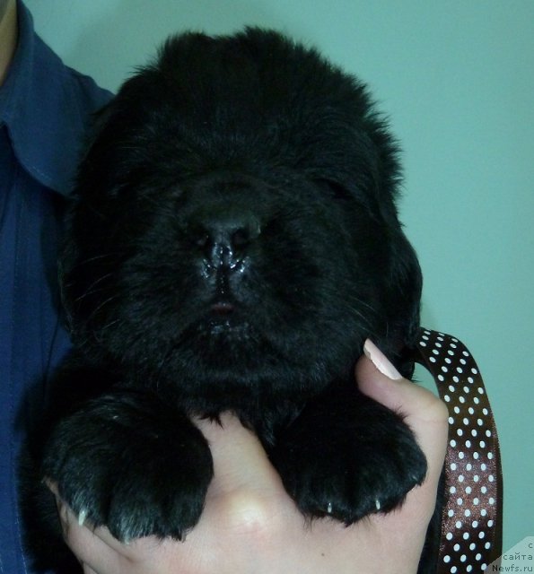 Фото: ньюфаундленд Super Premium Lya Mezon (Супер Премиум Ля Мезон)