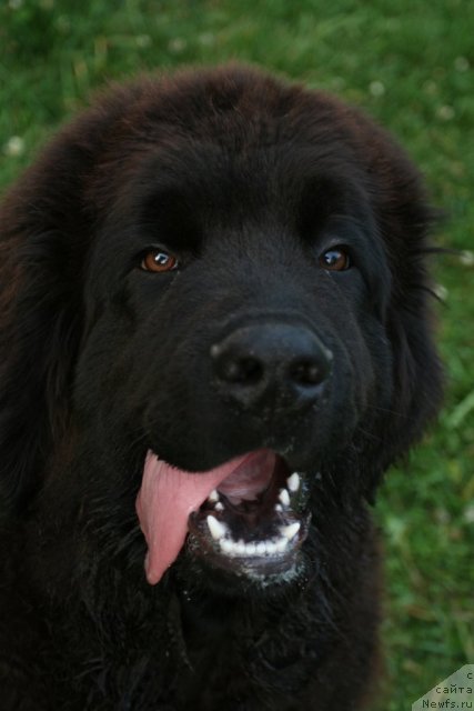 Фото: ньюфаундленд Skazochnaya Kroha Morgan (Сказочная Кроха Морган)