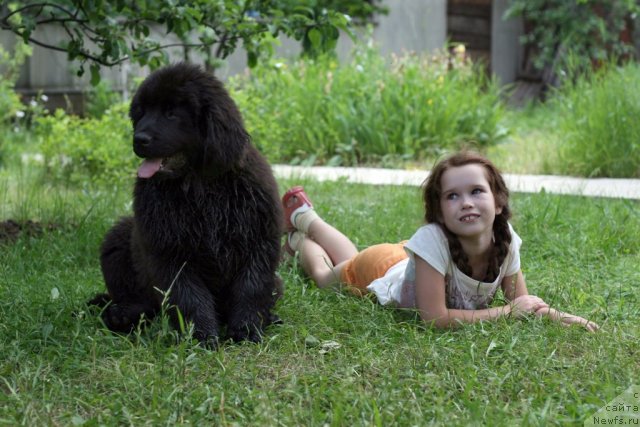 Фото: ньюфаундленд Skazochnaya Kroha Morgan (Сказочная Кроха Морган)