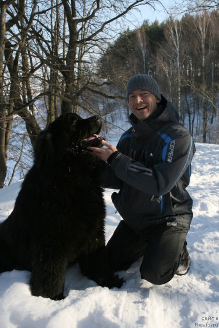 Фото: ньюфаундленд Skazochnaya Kroha Morgan (Сказочная Кроха Морган)