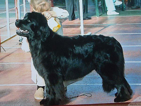 Фото: ньюфаундленд Severtan Legenda Gracii (Севертан Легенда Грации)