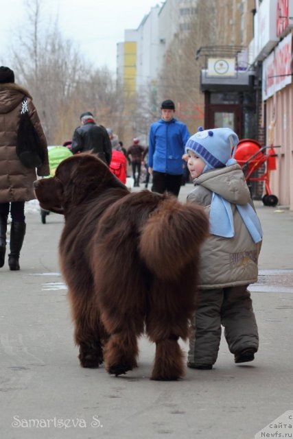 Фото: ньюфаундленд Lesnaja Skazka Korolevskiy Medved (Лесная Сказка Королевский Медведь)