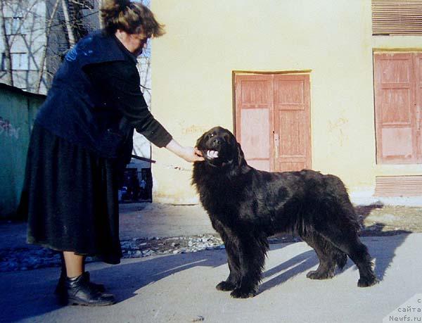 Фото: Irina Panyushkina (Ирина Панюшкина), ньюфаундленд Arabskaya Noch' (Арабская Ночь)