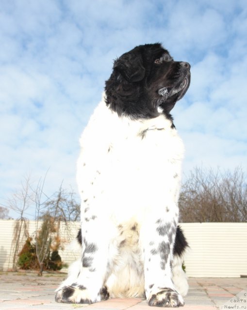 Фото: ньюфаундленд Akvian Song Zero Graviti (Аквиан Сонг Зеро Гравити)