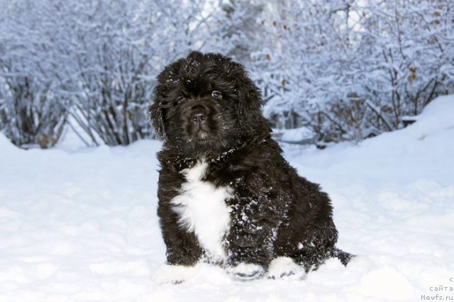 Фото: ньюфаундленд Super Bizon Indiya (Супер Бизон Индия)