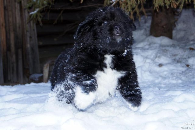 Фото: ньюфаундленд Super Bizon Indiya (Супер Бизон Индия)