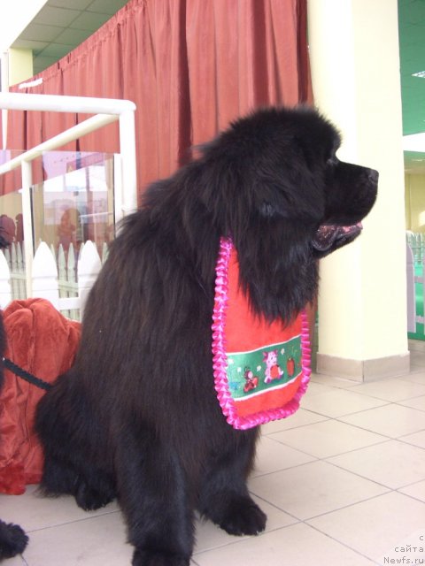 Фотография № 90903