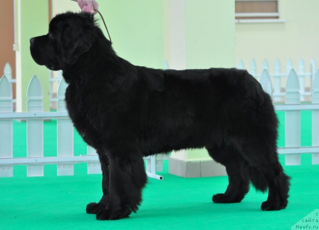 Фото: ньюфаундленд Beguschaya po Volnam Zephirine Drouhin (Бегущая по Волнам Зефирин Друэн)