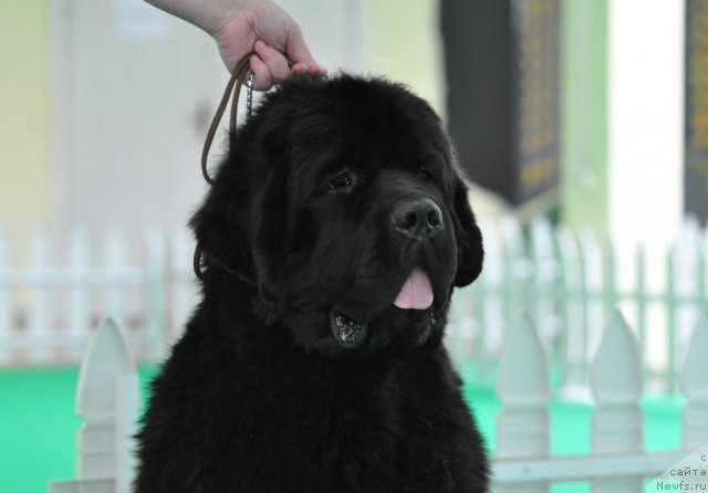 Фото: ньюфаундленд Beguschaya po Volnam Zephirine Drouhin (Бегущая по Волнам Зефирин Друэн)