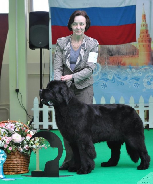 Фото: ньюфаундленд Beguschaya po Volnam Zephirine Drouhin (Бегущая по Волнам Зефирин Друэн), Ol'ga Koroleva (Ольга Королева)