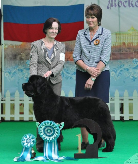 Фото: ньюфаундленд Beguschaya po Volnam Zephirine Drouhin (Бегущая по Волнам Зефирин Друэн), Ol'ga Koroleva (Ольга Королева)