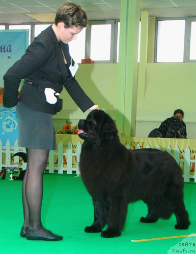 Фото: ньюфаундленд Osoba Statnaya iz Medvej'ego YAra (Особа Статная из Медвежьего Яра)