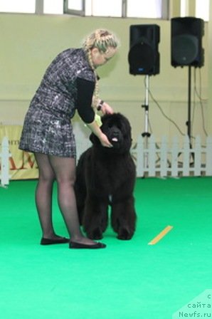 Фото: ньюфаундленд Plushevaya Panda Udivitelnaja Kejt (Плюшевая Панда Удивительная Кейт)