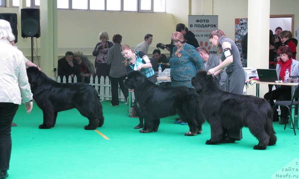 Фото: ньюфаундленд Gift of Destiny Midnight Bear