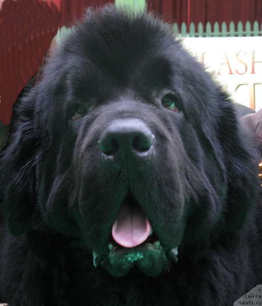 Фото: ньюфаундленд Gift of Destiny Midnight Bear