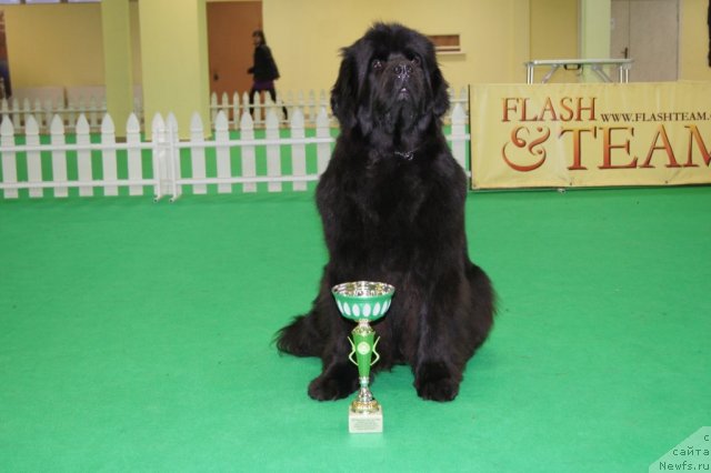 Фото: ньюфаундленд Sent Djons Ulrika (Сент Джонс Ульрика)