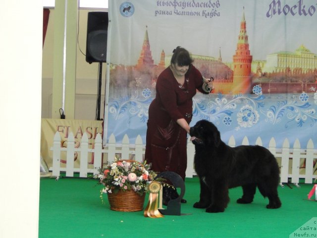 Фото: Valeriya Rakuta (Валерия Ракута), ньюфаундленд Sladkaya Moya ot Sibirskogo Medvedya (Сладкая Моя от Сибирского Медведя)