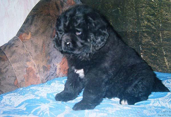 Фото: ньюфаундленд Dans Memori Diva Divnaya (Данс Мемори Дива Дивная)