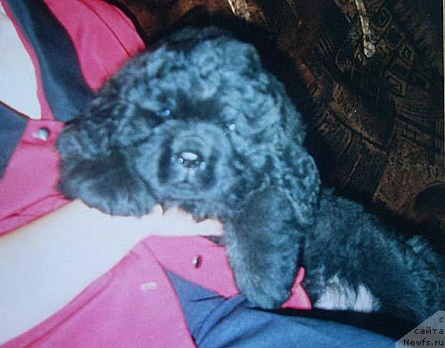 Фото: ньюфаундленд Dans Memori Diva Divnaya (Данс Мемори Дива Дивная)