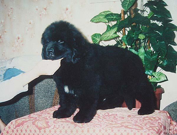 Фото: ньюфаундленд Bekingem (Бекингем)