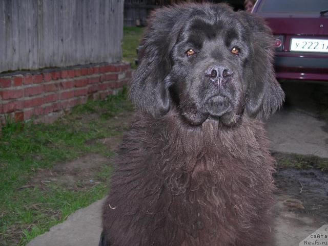 Фото: ньюфаундленд Dans Memori F'yudjan Rif (Данс Мемори Фьюджан Риф)