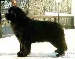 Фото: ньюфаундленд Twillin Gate Quenneth