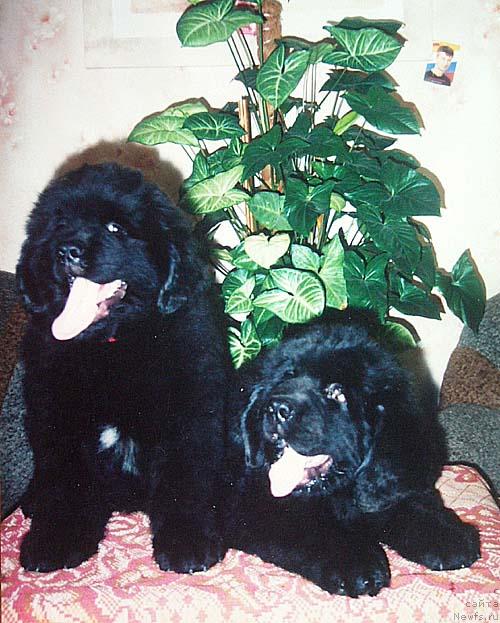 Фото: ньюфаундленд Bekingem (Бекингем)