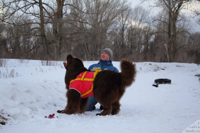 Фото: ньюфаундленд Lesnaja Skazka Korolevskiy Medved (Лесная Сказка Королевский Медведь), Dmitriy Samarcev (Дмитрий Самарцев)