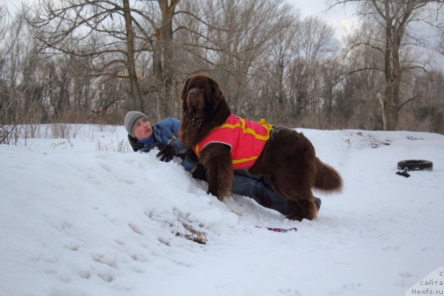 Фото: ньюфаундленд Lesnaja Skazka Korolevskiy Medved (Лесная Сказка Королевский Медведь), Dmitriy Samarcev (Дмитрий Самарцев)