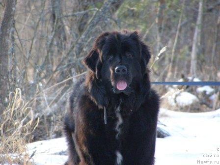 Фото: ньюфаундленд Smigar Shelkovaya Noch (Смигар Шелковая Ночь)