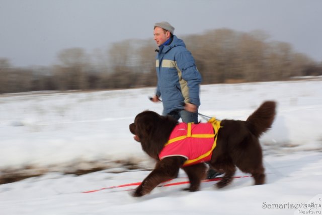 Фото: ньюфаундленд Lesnaja Skazka Korolevskiy Medved (Лесная Сказка Королевский Медведь), Dmitriy Samarcev (Дмитрий Самарцев)