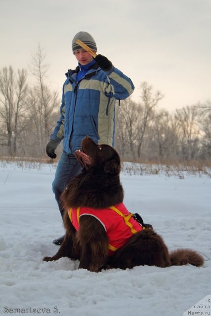 Фото: ньюфаундленд Lesnaja Skazka Korolevskiy Medved (Лесная Сказка Королевский Медведь), Dmitriy Samarcev (Дмитрий Самарцев)