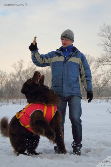 Фото: ньюфаундленд Lesnaja Skazka Korolevskiy Medved (Лесная Сказка Королевский Медведь), Dmitriy Samarcev (Дмитрий Самарцев)