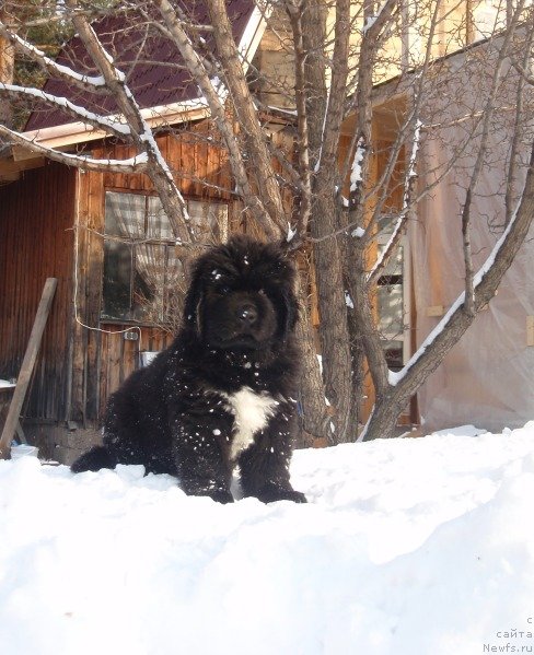 Фото: ньюфаундленд Super Bizon Zerr Gud (Супер Бизон Зерр Гуд)