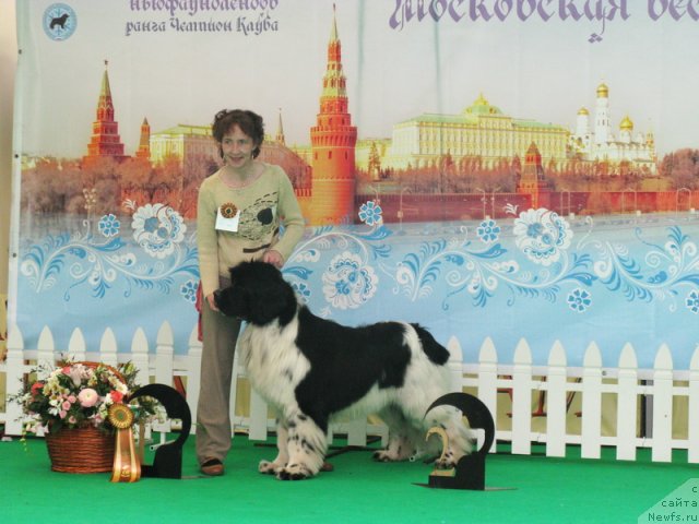 Фото: ньюфаундленд Piternyuf Play Boy (Питерньюф Плэй Бой)