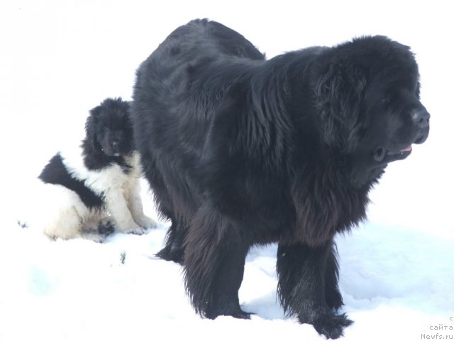 Фото: ньюфаундленд Plushevaya Panda Roskoshnaya Lady Diana (Плюшевая Панда Роскошная Леди Диана)