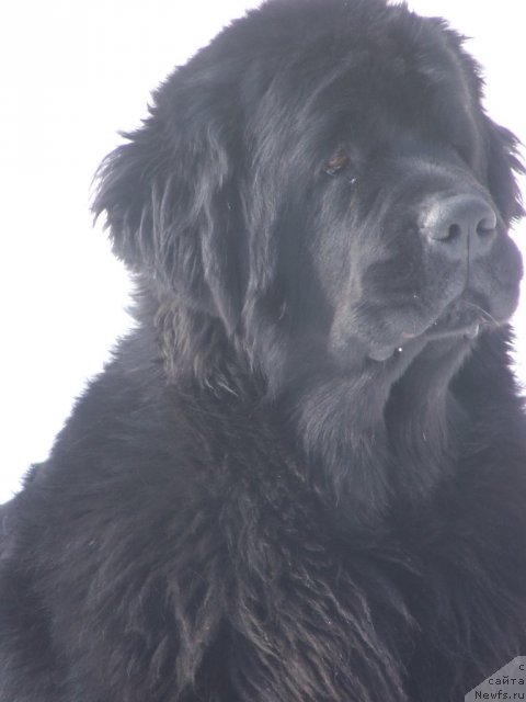 Фото: ньюфаундленд Plushevaya Panda Roskoshnaya Lady Diana (Плюшевая Панда Роскошная Леди Диана)