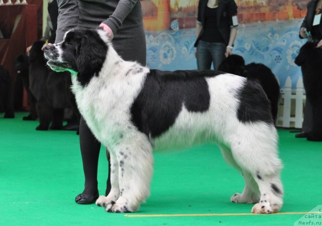 Фото: ньюфаундленд Fluffy Avalanche Satisfaction of My Ambitions (Флюфи Аваланч Сатисфастион оф Май Амбитионс)