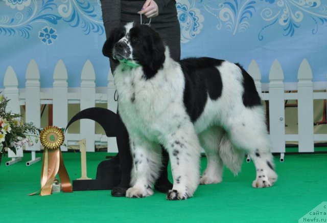 Фотография № 91077