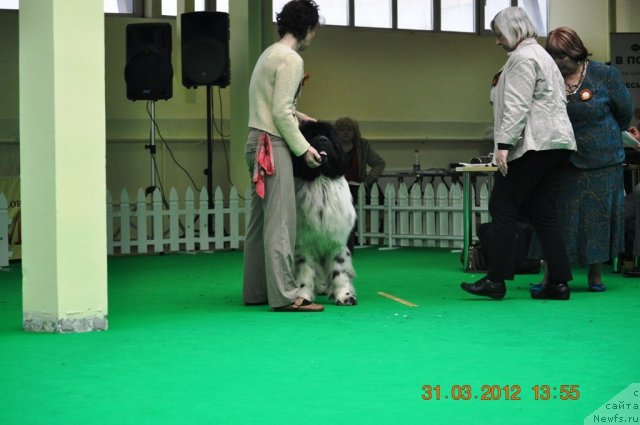 Фото: ньюфаундленд Piternyuf Play Boy (Питерньюф Плэй Бой)